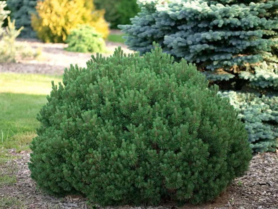 Sosna kosodrzewina Mini Mops C3