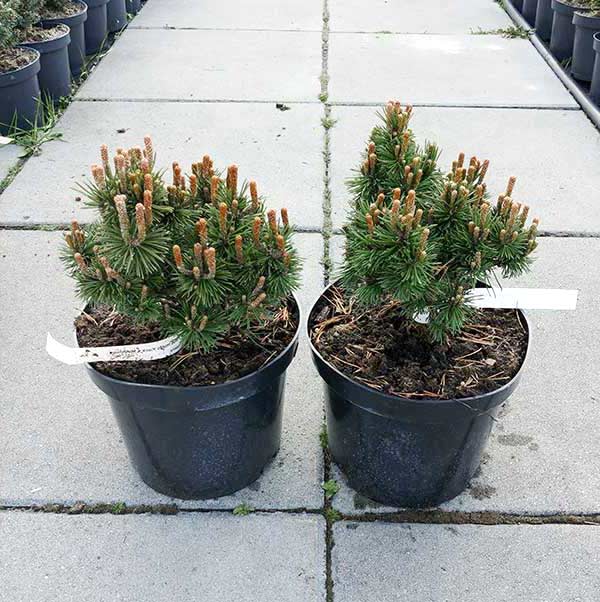 Sosna kosodrzewina Mini Mops C3