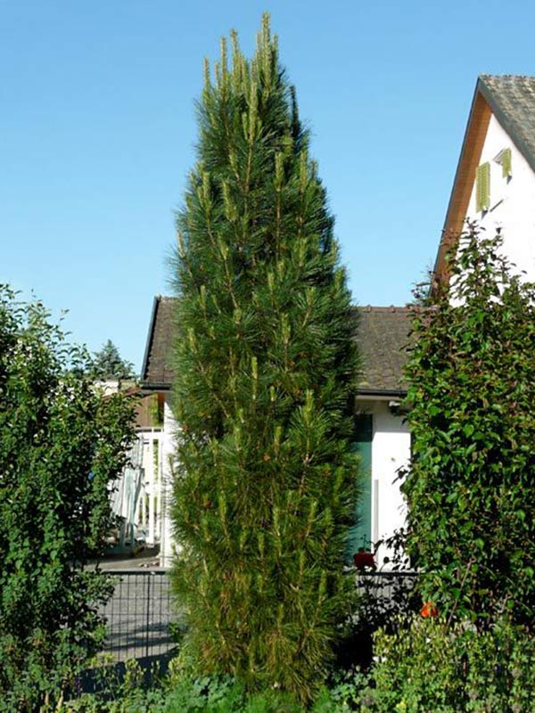 Sosna czarna Molette C5