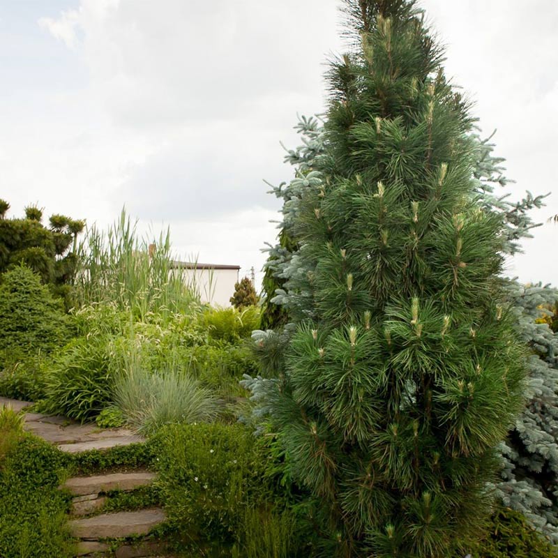 Sosna czarna Molette C5