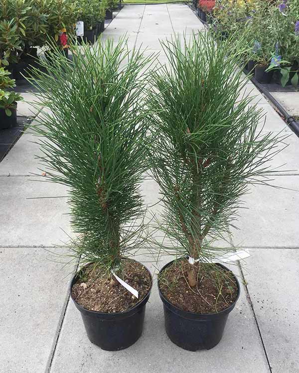 Sosna czarna Molette C5