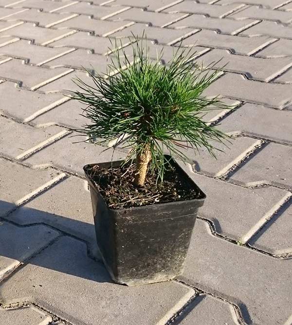 geluri de la sarcina varicoasa