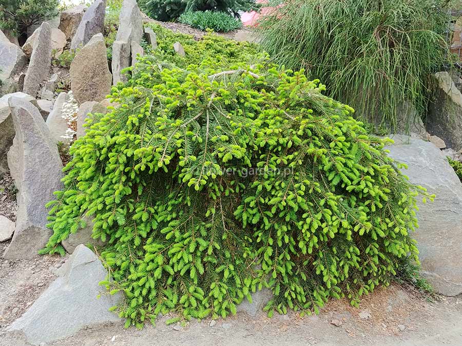 Świerk pospolity Formanek C3