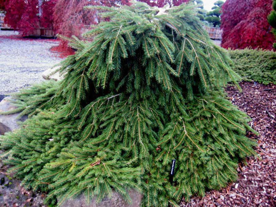 Świerk pospolity Formanek C3