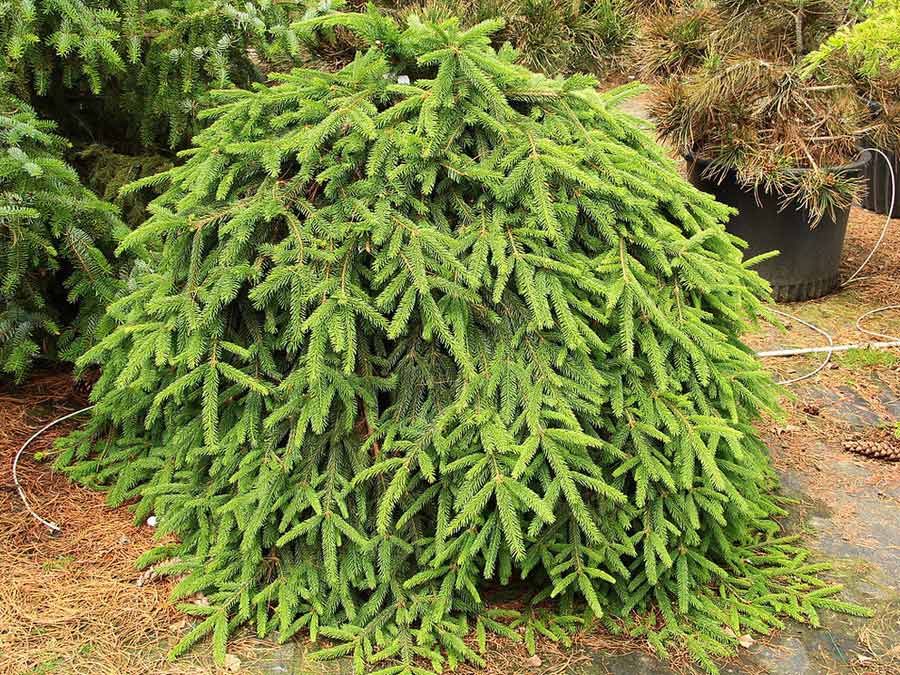 Świerk pospolity Formanek C3