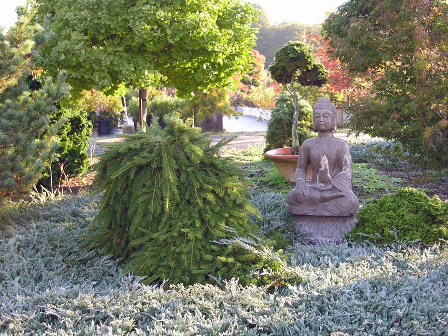 Świerk pospolity Formanek C3