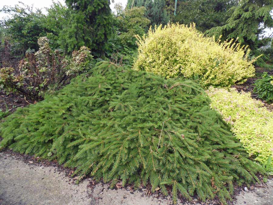 Świerk pospolity Formanek C3