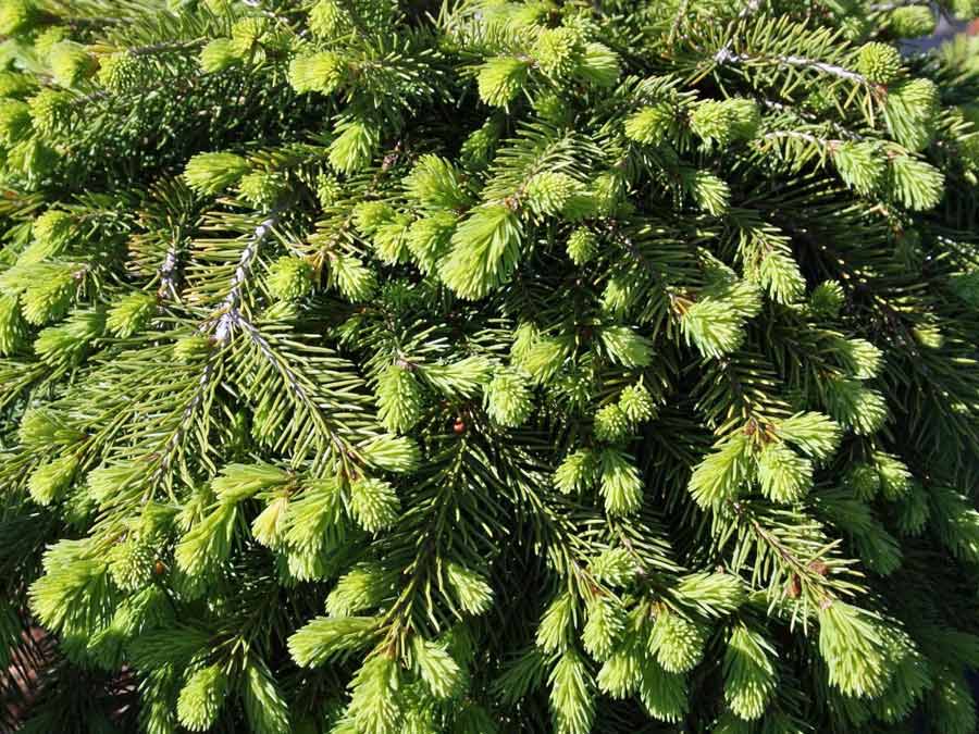 Świerk pospolity Formanek C3