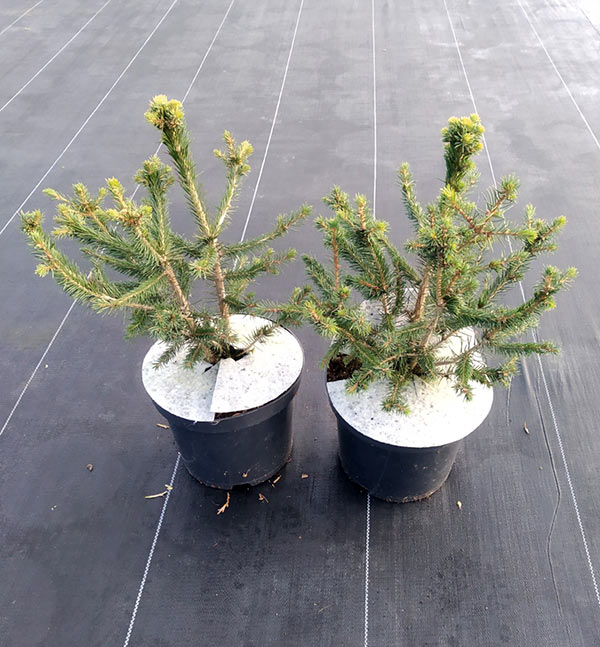 Świerk pospolity Formanek C3