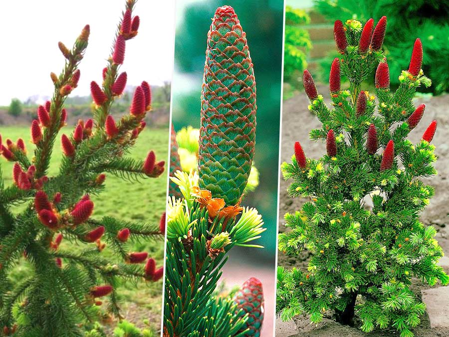 Świerk Lucky Strike P9