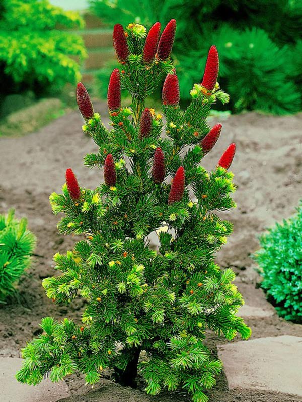 Świerk Lucky Strike P9