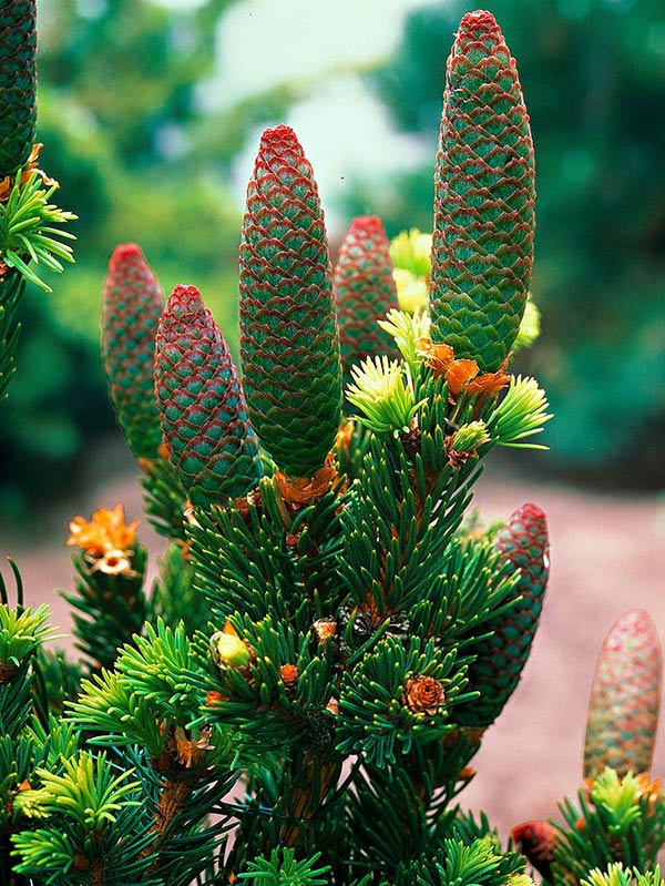 Świerk Lucky Strike P9