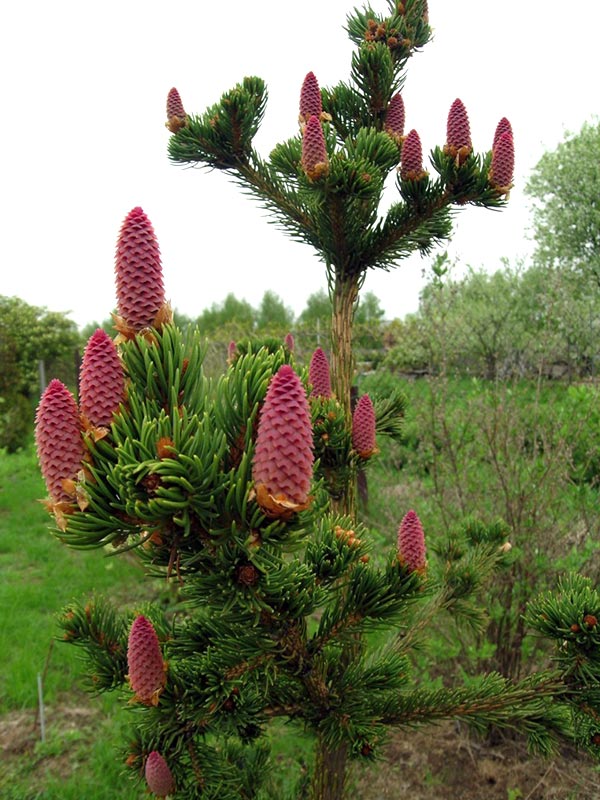 Świerk Lucky Strike P9