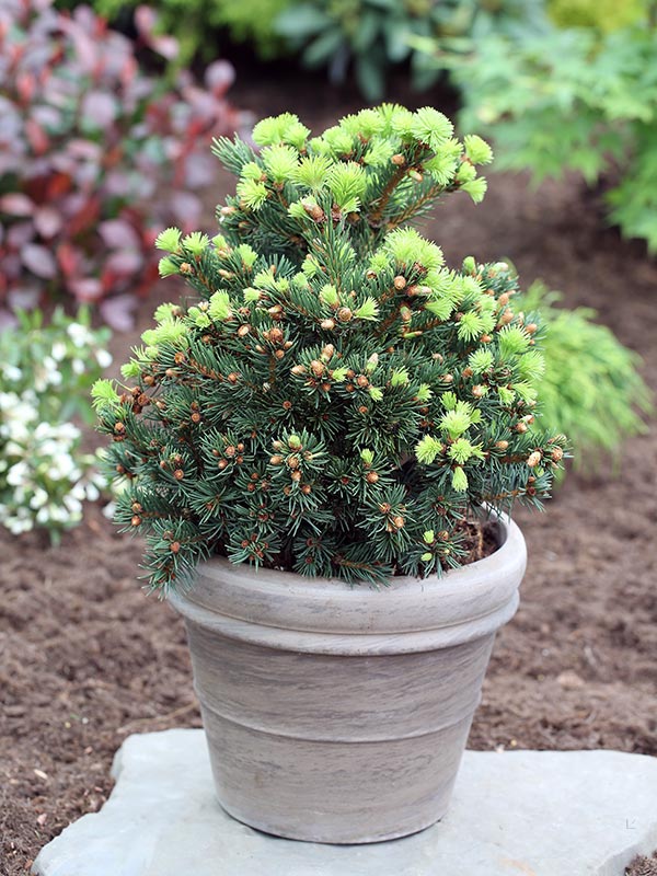 Świerk Lucky Strike P9