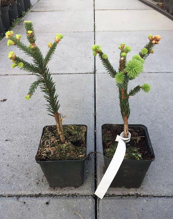 Świerk Lucky Strike P9