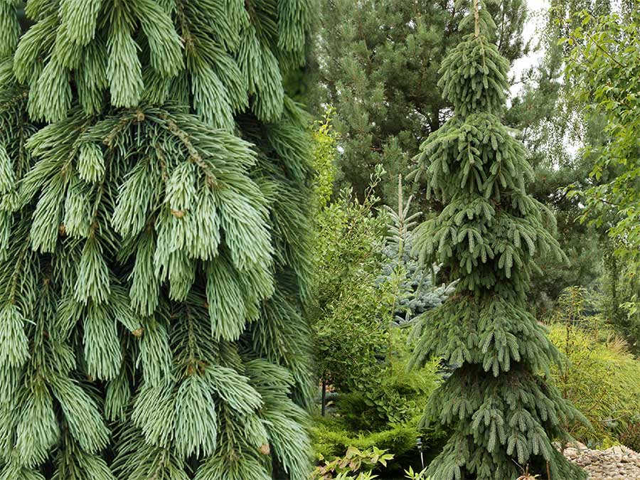 Świerk biały Pendula C7,5