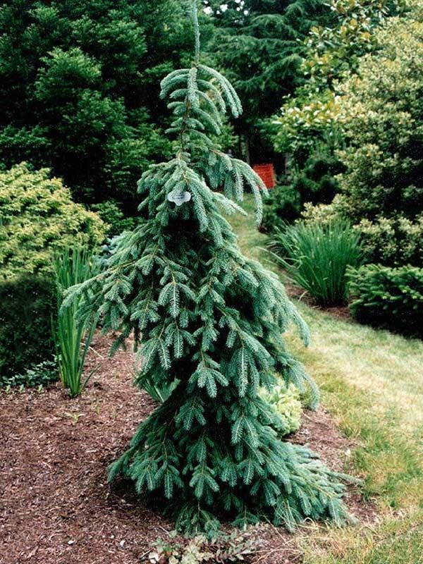 Świerk biały Pendula C7,5