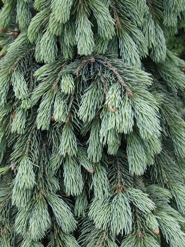 Świerk biały Pendula C7,5