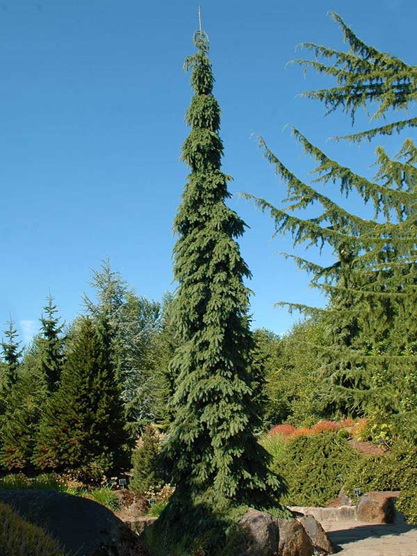 Świerk biały Pendula C7,5