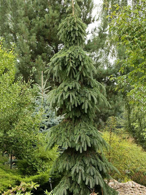 Świerk biały Pendula C7,5