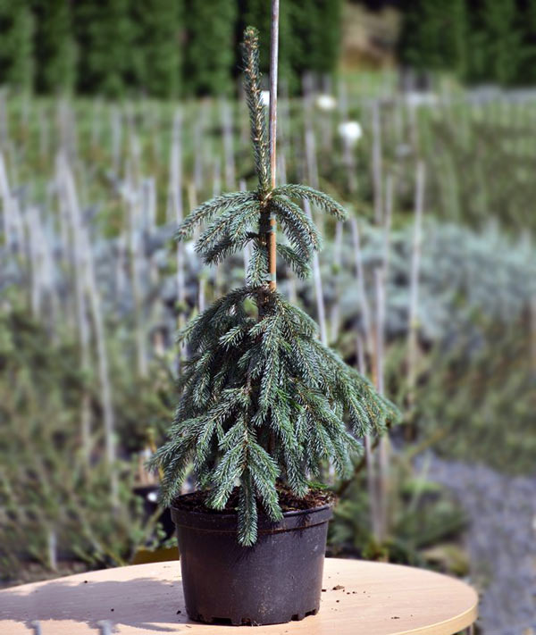 Świerk biały Pendula C7,5