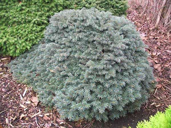 Świerk Waldbrunn C2