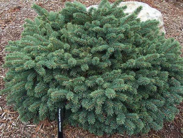 Świerk Waldbrunn C2