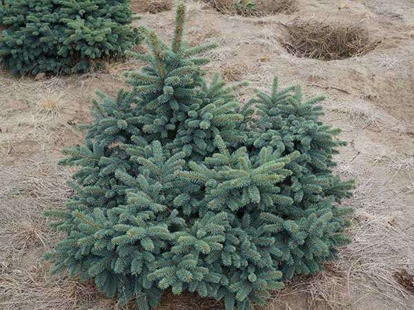 Świerk Waldbrunn C2