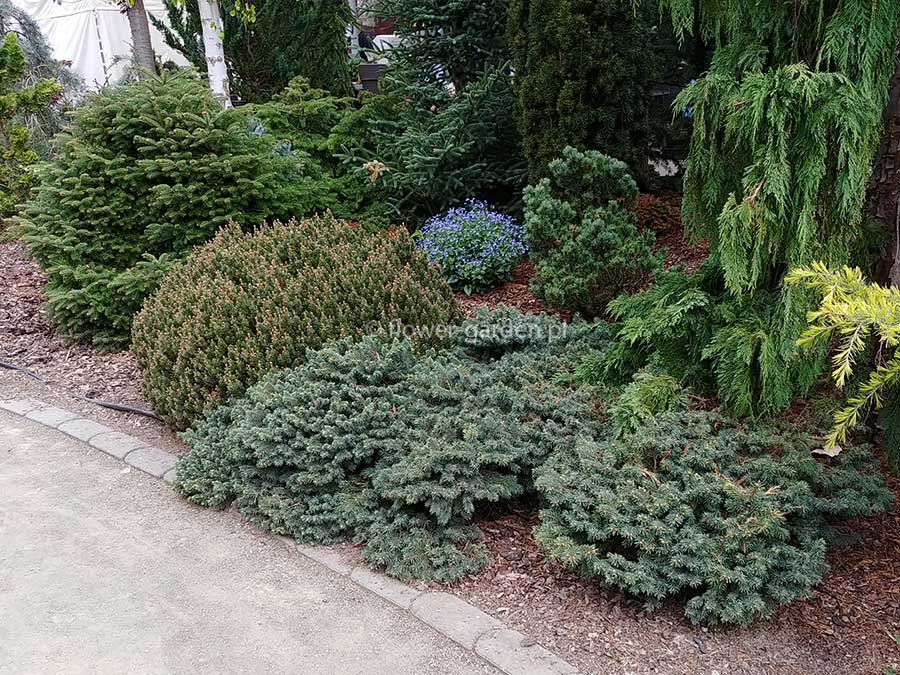 Świerk Waldbrunn C2