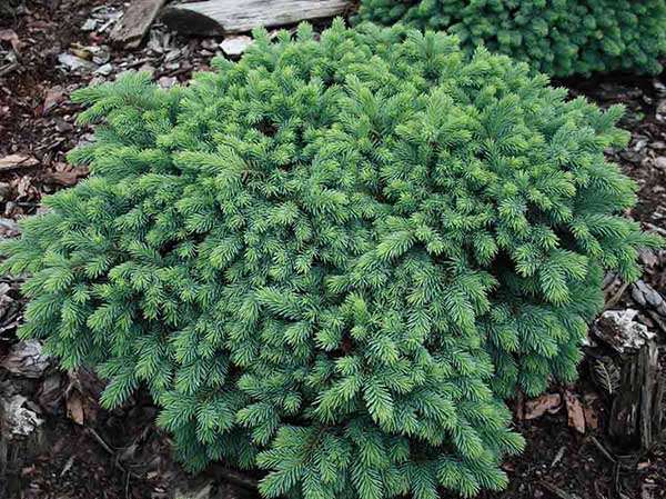 Świerk Waldbrunn C2