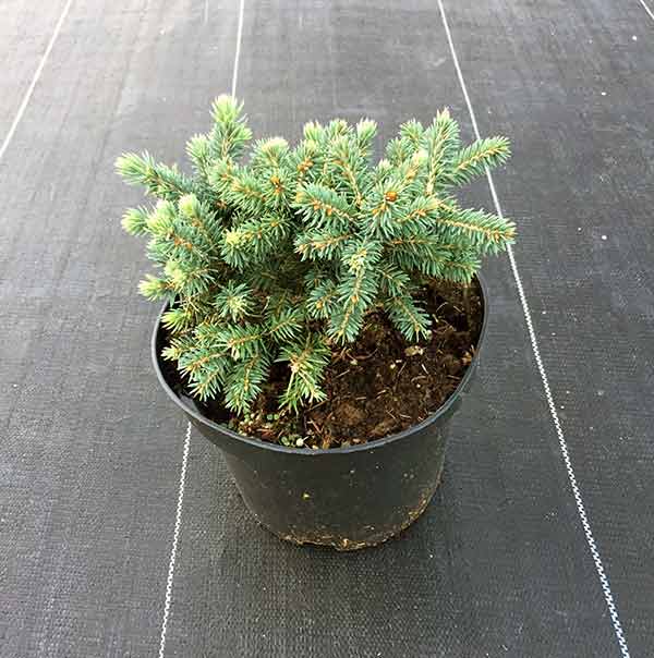 Świerk Waldbrunn C2