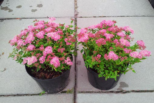 Tawuła japońska Japanese Dwarf C2