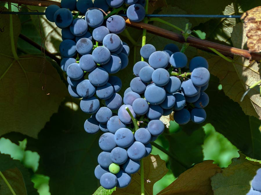 Winorośl (Vitis) Fredonia C2 E