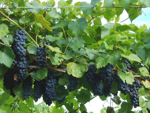 Winorośl (Vitis) Fredonia C2 E