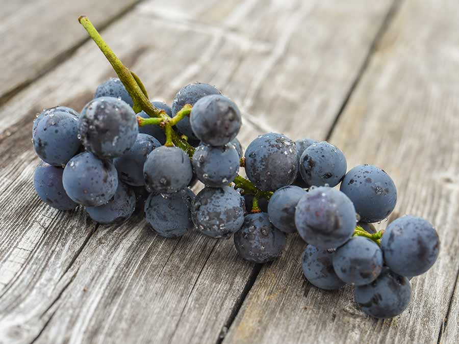 Winorośl (Vitis) Fredonia C2 E
