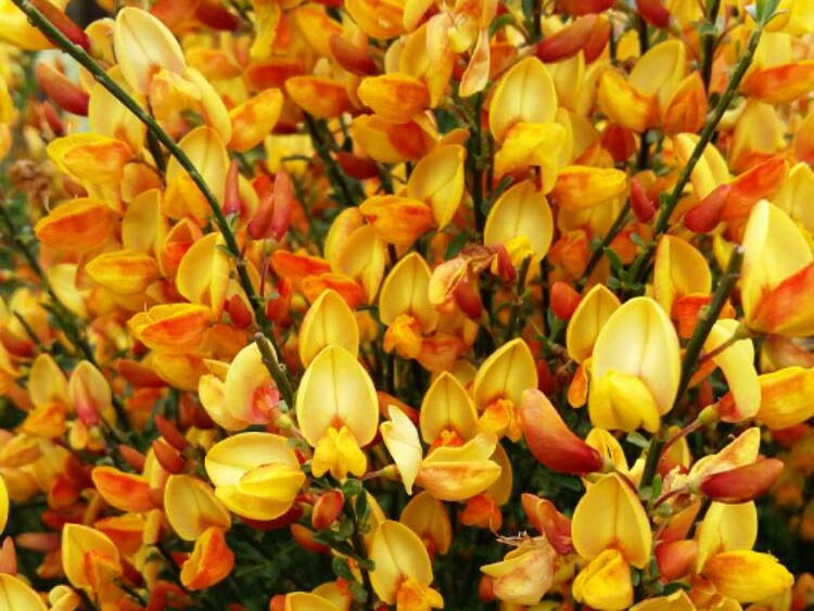 Żarnowiec Apricot Gem P9