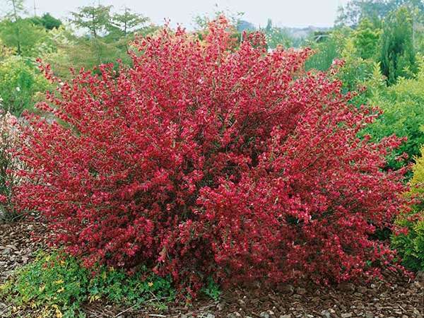 Żarnowiec Boskoop Ruby P9