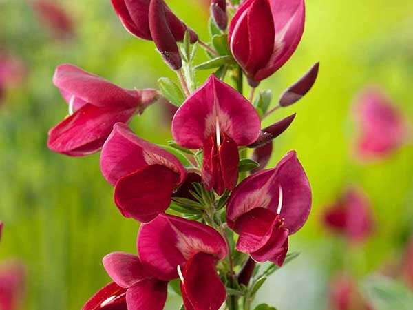 Żarnowiec Boskoop Ruby P9