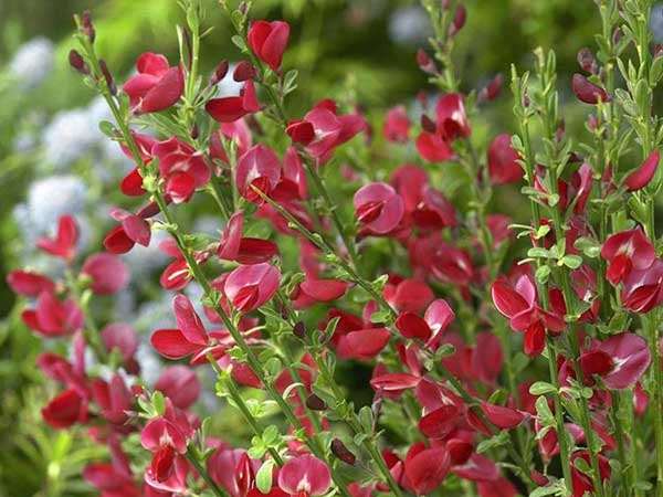 Żarnowiec Boskoop Ruby P9