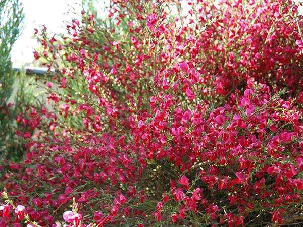 Żarnowiec Boskoop Ruby P9