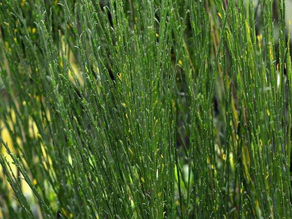 Żarnowiec Boskoop Ruby P9