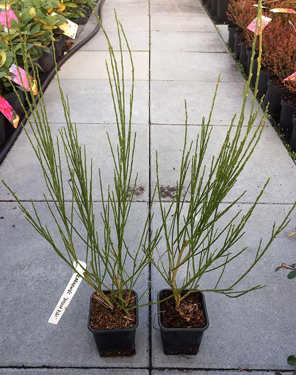 Żarnowiec Boskoop Ruby P9