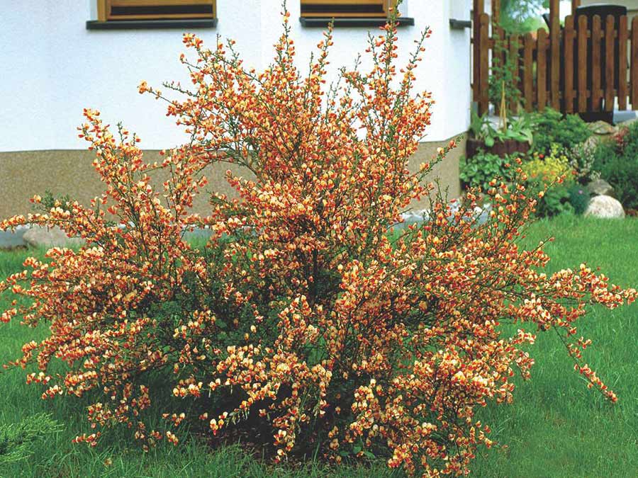 Żarnowiec Palette C2