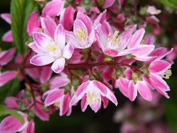 Żylistek Strawberry Fields C2