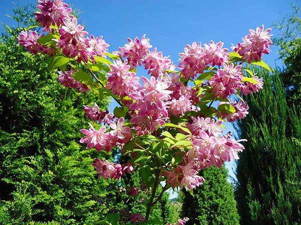 Żylistek Strawberry Fields C2