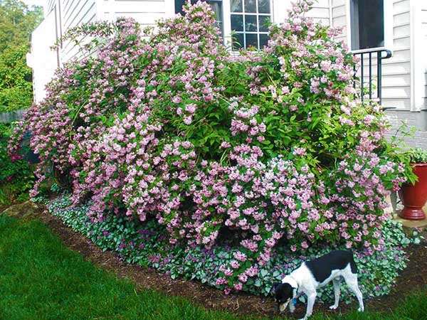 Żylistek Strawberry Fields C2