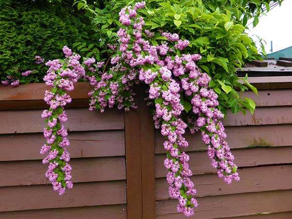 Żylistek Strawberry Fields C2