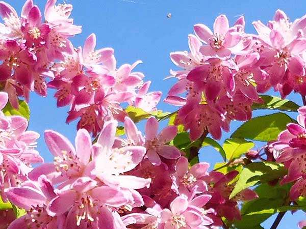 Żylistek Strawberry Fields C2