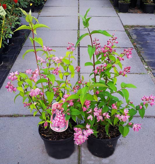 Żylistek Strawberry Fields C2