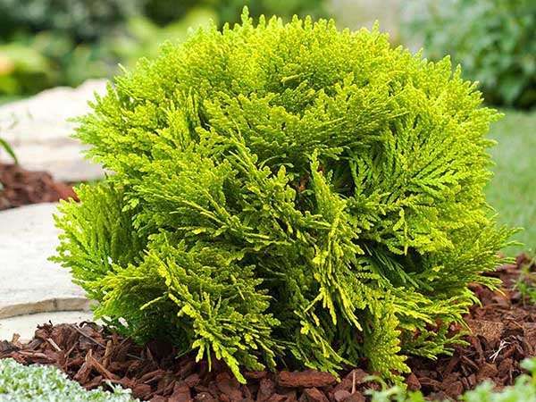 Żywotnik zachodni Mirjam C2 E